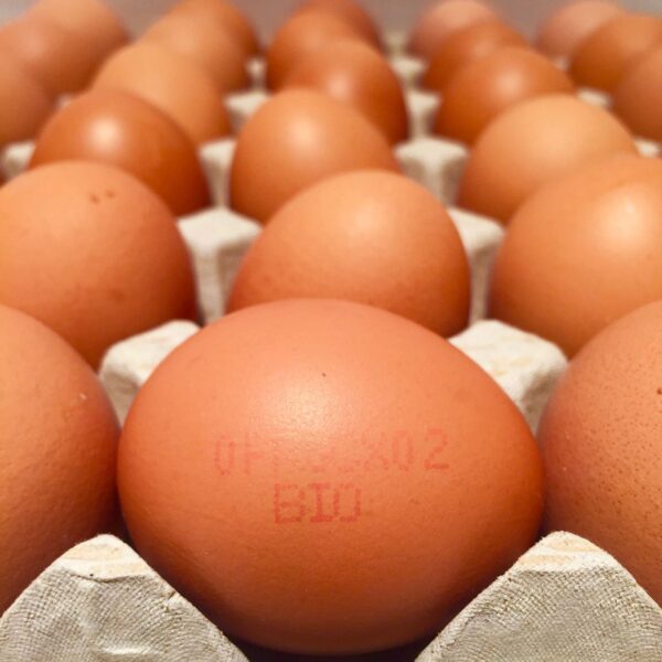 Les oeufs Plein air ou BIO