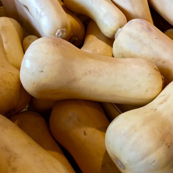 Courge butternut