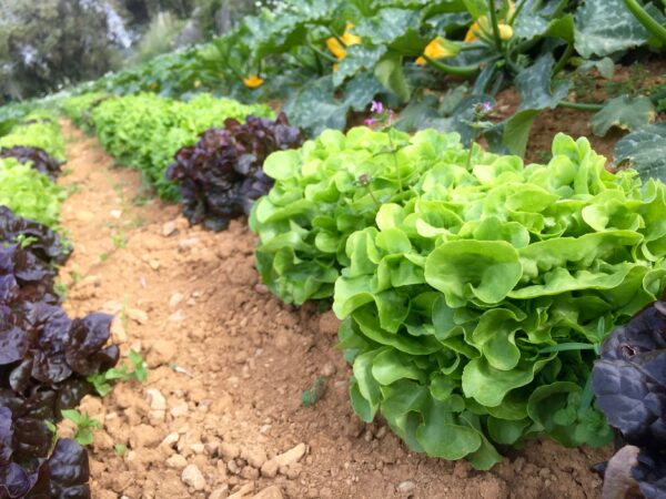Salades – Image 2