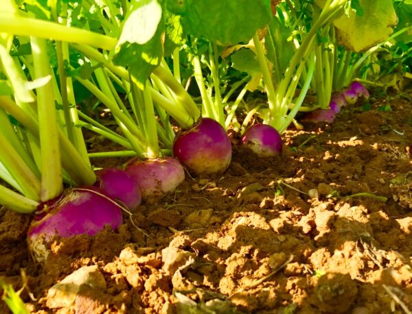 Navet Violet – Image 2