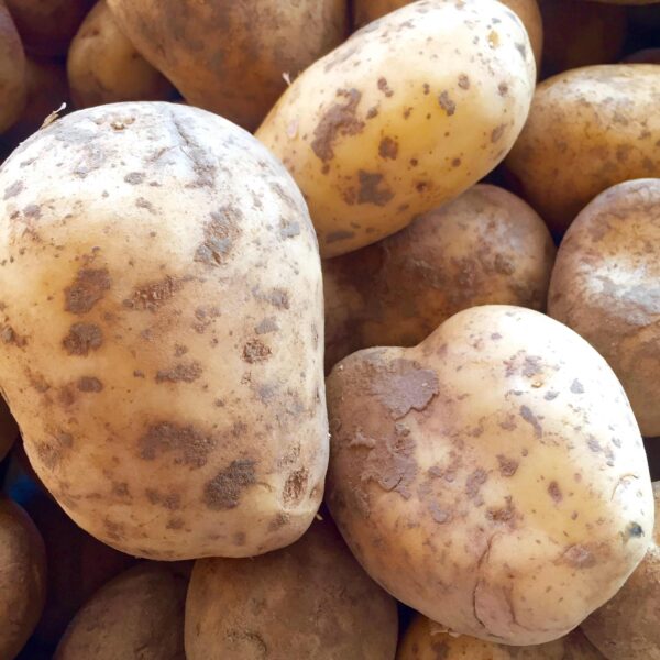 Pomme de terre Monalisa