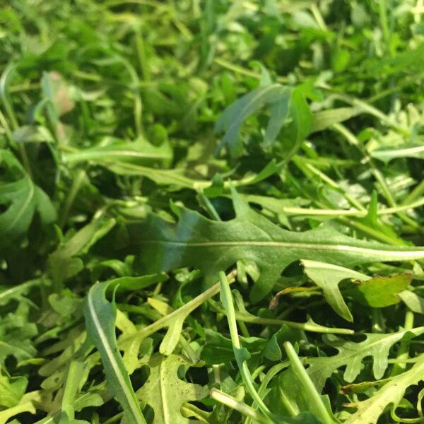 Roquette