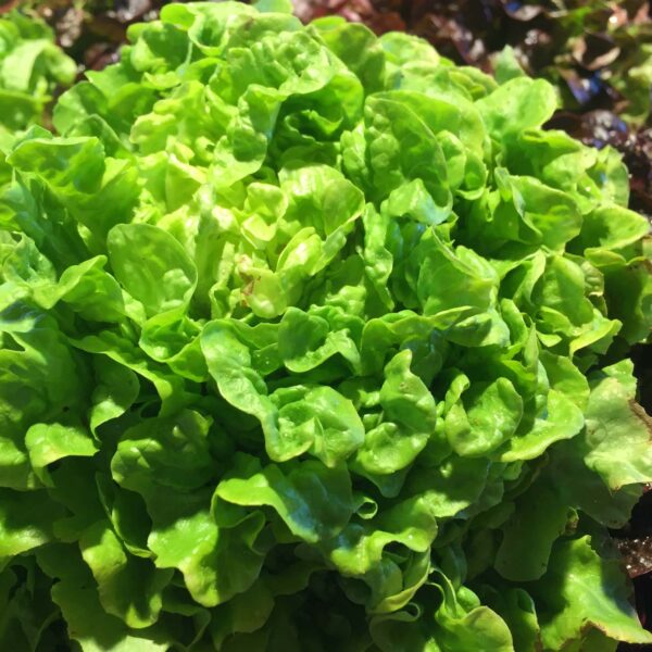 Salades