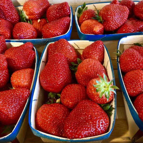 Fraise Cléry