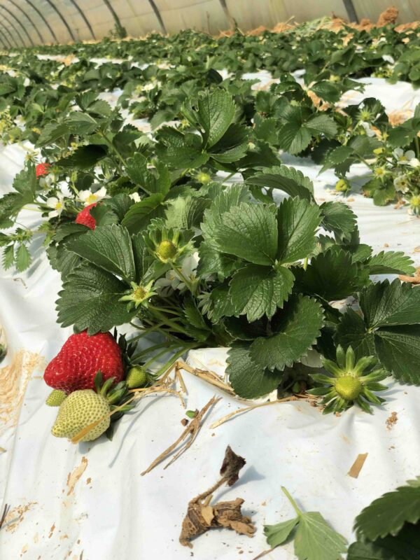 Fraise Cléry – Image 2