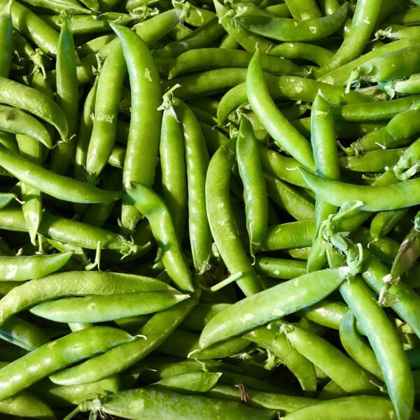 Petit Pois