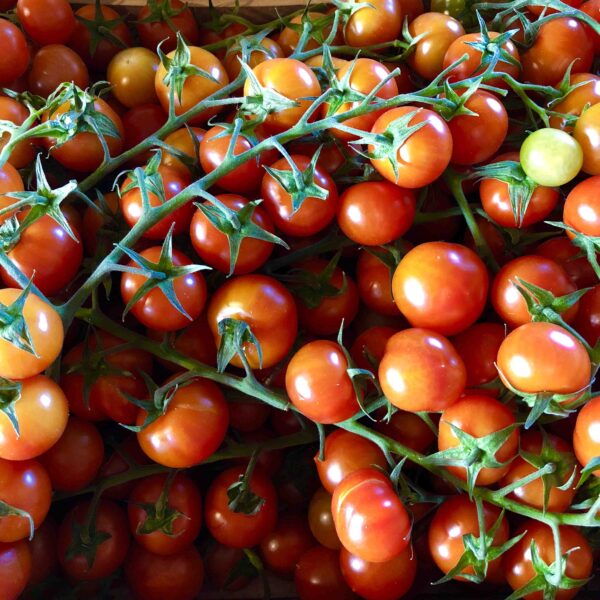 Tomate Cerise