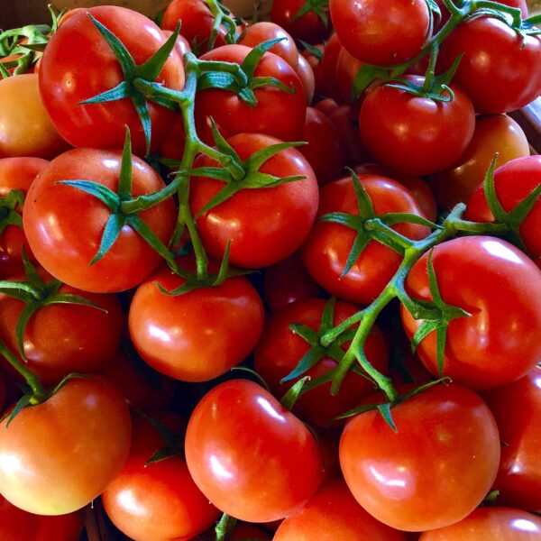 Tomate grappe