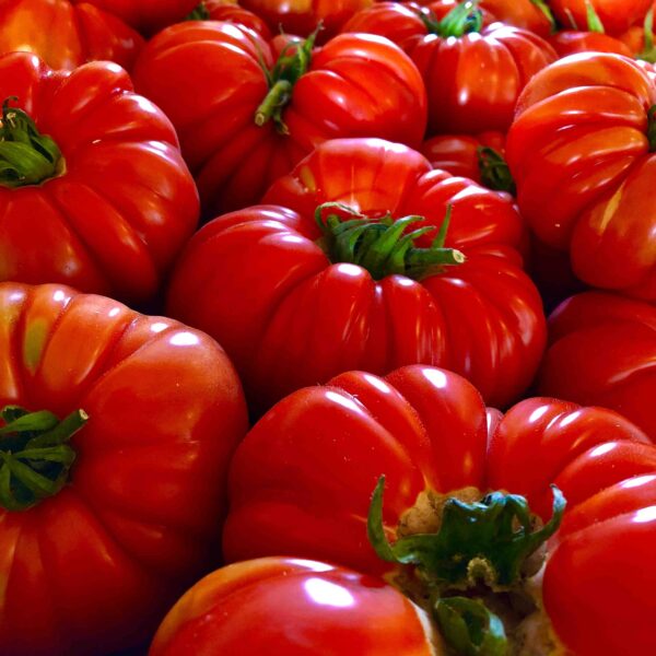 Tomate Marmande