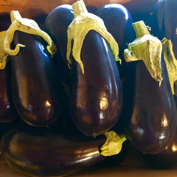 Aubergine