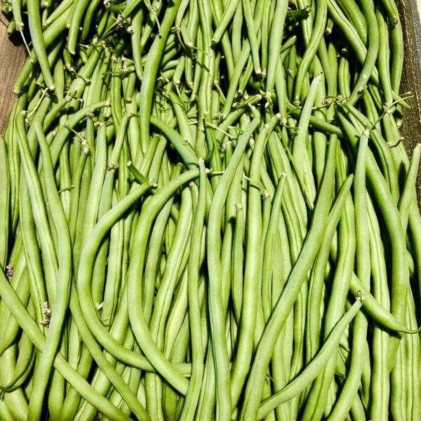Haricot Vert
