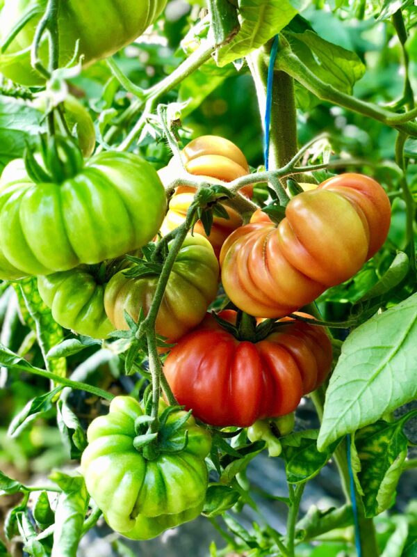 Tomate Marmande – Image 2