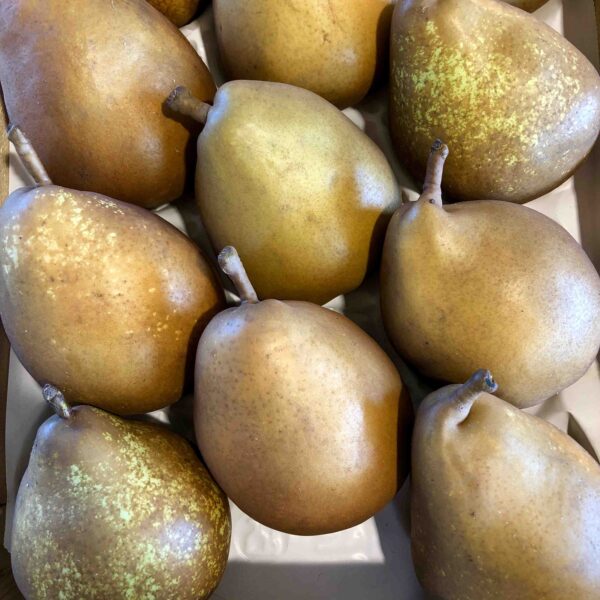 Poire Angis