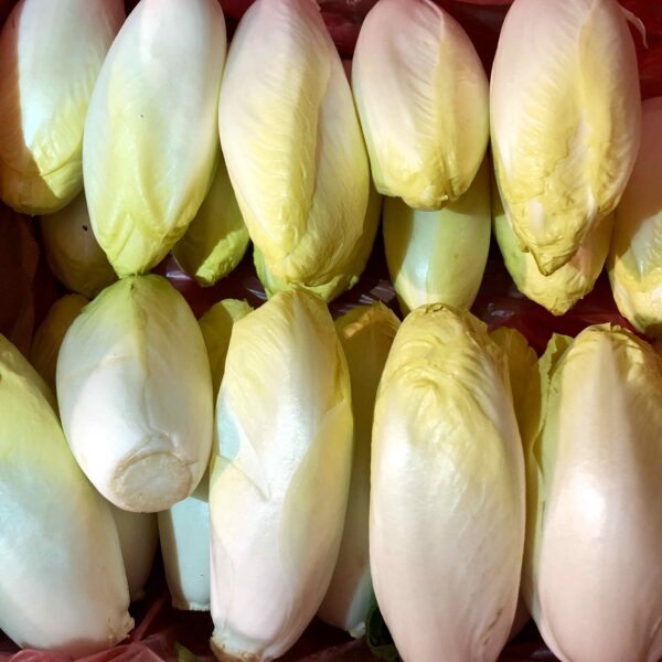 Endive